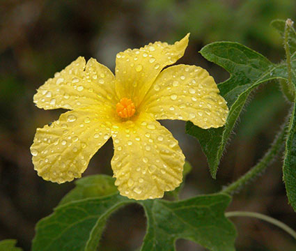 Galapagos Flora